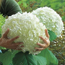 20 seeds/bag hydrangea seed,china hydrangea,hydrangea flower seeds,12 colours,Natural growth for home garden planting