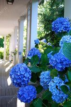 20 seeds/bag hydrangea seed,china hydrangea,hydrangea flower seeds,12 colours,Natural growth for home garden planting