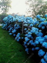 20 seeds/bag hydrangea seed,china hydrangea,hydrangea flower seeds,12 colours,Natural growth for home garden planting