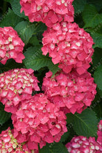 20 seeds/bag hydrangea seed,china hydrangea,hydrangea flower seeds,12 colours,Natural growth for home garden planting