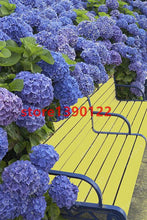 20 seeds/bag hydrangea seed,china hydrangea,hydrangea flower seeds,12 colours,Natural growth for home garden planting