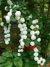 20 seeds/bag hydrangea seed,china hydrangea,hydrangea flower seeds,12 colours,Natural growth for home garden planting