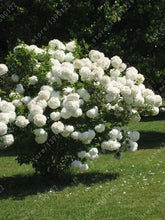 20 seeds/bag hydrangea seed,china hydrangea,hydrangea flower seeds,12 colours,Natural growth for home garden planting