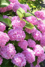 20 seeds/bag hydrangea seed,china hydrangea,hydrangea flower seeds,12 colours,Natural growth for home garden planting