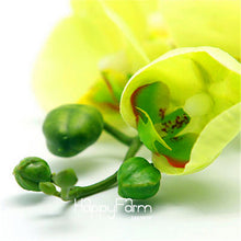Hot Sale!9 Varieties Phalaenopsis Seeds Perennial Flowering Plants Potted Charming orchid Flowers Seed,50 pcs/bag,#44LI74