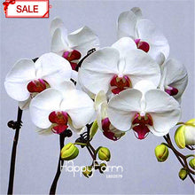 Hot Sale!9 Varieties Phalaenopsis Seeds Perennial Flowering Plants Potted Charming orchid Flowers Seed,50 pcs/bag,#44LI74