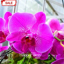 Hot Sale!9 Varieties Phalaenopsis Seeds Perennial Flowering Plants Potted Charming orchid Flowers Seed,50 pcs/bag,#44LI74