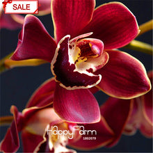 Hot Sale!9 Varieties Phalaenopsis Seeds Perennial Flowering Plants Potted Charming orchid Flowers Seed,50 pcs/bag,#44LI74