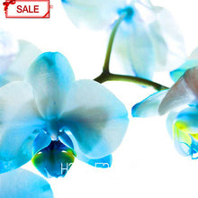 Hot Sale!9 Varieties Phalaenopsis Seeds Perennial Flowering Plants Potted Charming orchid Flowers Seed,50 pcs/bag,#44LI74
