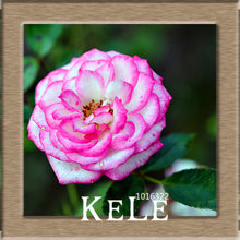 Big Sale!White Red Edge Rose Seeds Garden Seeds Plants Potted Rose Rare Flower Seeds Balcony Indoor 100 PCS/Lot,#S1D7BC