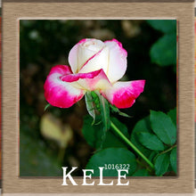 Big Sale!White Red Edge Rose Seeds Garden Seeds Plants Potted Rose Rare Flower Seeds Balcony Indoor 100 PCS/Lot,#S1D7BC