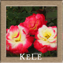 Big Sale!White Red Edge Rose Seeds Garden Seeds Plants Potted Rose Rare Flower Seeds Balcony Indoor 100 PCS/Lot,#S1D7BC