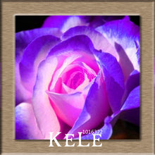 Big Sale!White Red Edge Rose Seeds Garden Seeds Plants Potted Rose Rare Flower Seeds Balcony Indoor 100 PCS/Lot,#S1D7BC