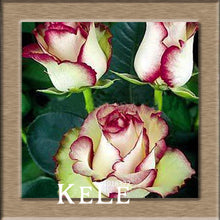 Big Sale!White Red Edge Rose Seeds Garden Seeds Plants Potted Rose Rare Flower Seeds Balcony Indoor 100 PCS/Lot,#S1D7BC