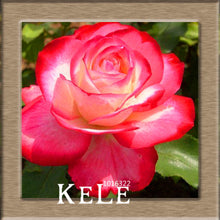 Big Sale!White Red Edge Rose Seeds Garden Seeds Plants Potted Rose Rare Flower Seeds Balcony Indoor 100 PCS/Lot,#S1D7BC