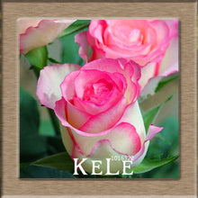 Big Sale!White Red Edge Rose Seeds Garden Seeds Plants Potted Rose Rare Flower Seeds Balcony Indoor 100 PCS/Lot,#S1D7BC