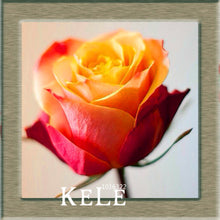 Big Sale!White Red Edge Rose Seeds Garden Seeds Plants Potted Rose Rare Flower Seeds Balcony Indoor 100 PCS/Lot,#S1D7BC