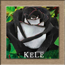 Big Sale!White Red Edge Rose Seeds Garden Seeds Plants Potted Rose Rare Flower Seeds Balcony Indoor 100 PCS/Lot,#S1D7BC