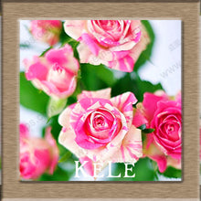 Big Sale!White Red Edge Rose Seeds Garden Seeds Plants Potted Rose Rare Flower Seeds Balcony Indoor 100 PCS/Lot,#S1D7BC