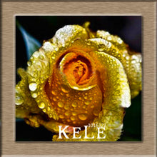 Big Sale!White Red Edge Rose Seeds Garden Seeds Plants Potted Rose Rare Flower Seeds Balcony Indoor 100 PCS/Lot,#S1D7BC