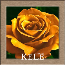 Big Sale!White Red Edge Rose Seeds Garden Seeds Plants Potted Rose Rare Flower Seeds Balcony Indoor 100 PCS/Lot,#S1D7BC