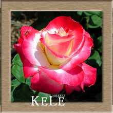 Big Sale!White Red Edge Rose Seeds Garden Seeds Plants Potted Rose Rare Flower Seeds Balcony Indoor 100 PCS/Lot,#S1D7BC