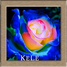 Big Sale!White Red Edge Rose Seeds Garden Seeds Plants Potted Rose Rare Flower Seeds Balcony Indoor 100 PCS/Lot,#S1D7BC