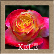 Big Sale!White Red Edge Rose Seeds Garden Seeds Plants Potted Rose Rare Flower Seeds Balcony Indoor 100 PCS/Lot,#S1D7BC