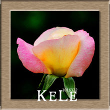 Big Sale!White Red Edge Rose Seeds Garden Seeds Plants Potted Rose Rare Flower Seeds Balcony Indoor 100 PCS/Lot,#S1D7BC