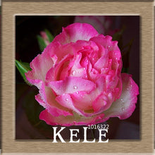 Big Sale!White Red Edge Rose Seeds Garden Seeds Plants Potted Rose Rare Flower Seeds Balcony Indoor 100 PCS/Lot,#S1D7BC