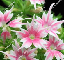 100PCS unique 24 different colors US phlox flowers potted bonsai seeds home garden