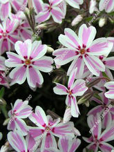 100PCS unique 24 different colors US phlox flowers potted bonsai seeds home garden