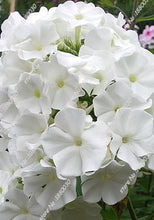 100PCS unique 24 different colors US phlox flowers potted bonsai seeds home garden