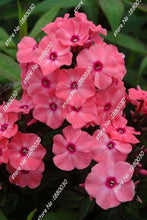 100PCS unique 24 different colors US phlox flowers potted bonsai seeds home garden