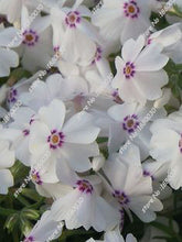 100PCS unique 24 different colors US phlox flowers potted bonsai seeds home garden