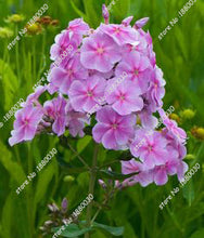 100PCS unique 24 different colors US phlox flowers potted bonsai seeds home garden