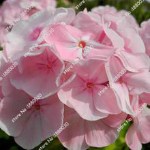 100PCS unique 24 different colors US phlox flowers potted bonsai seeds home garden