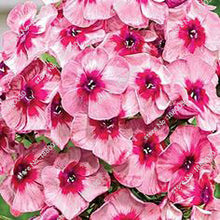 100PCS unique 24 different colors US phlox flowers potted bonsai seeds home garden