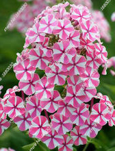 100PCS unique 24 different colors US phlox flowers potted bonsai seeds home garden