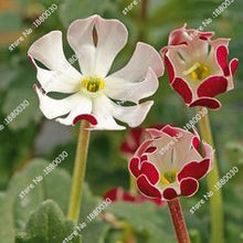 100PCS unique 24 different colors US phlox flowers potted bonsai seeds home garden