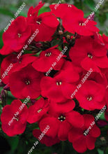 100PCS unique 24 different colors US phlox flowers potted bonsai seeds home garden