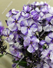 100PCS unique 24 different colors US phlox flowers potted bonsai seeds home garden