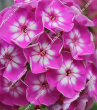 100PCS unique 24 different colors US phlox flowers potted bonsai seeds home garden