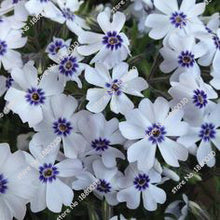 100PCS unique 24 different colors US phlox flowers potted bonsai seeds home garden