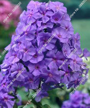 100PCS unique 24 different colors US phlox flowers potted bonsai seeds home garden