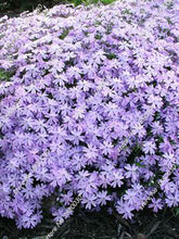 100PCS unique 24 different colors US phlox flowers potted bonsai seeds home garden
