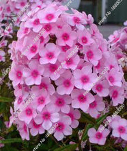100PCS unique 24 different colors US phlox flowers potted bonsai seeds home garden