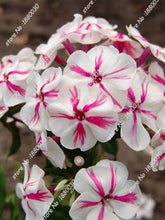 100PCS unique 24 different colors US phlox flowers potted bonsai seeds home garden