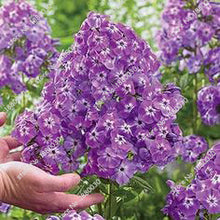 100PCS unique 24 different colors US phlox flowers potted bonsai seeds home garden