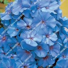 100PCS unique 24 different colors US phlox flowers potted bonsai seeds home garden